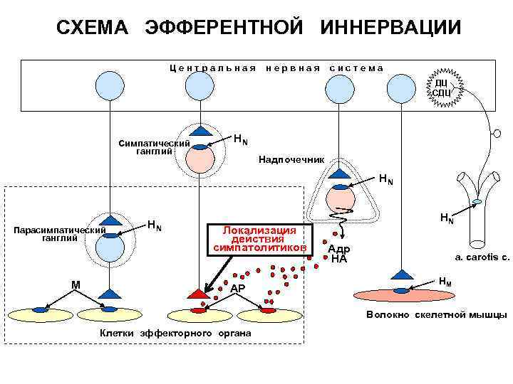 Схема эфферентной иннервации