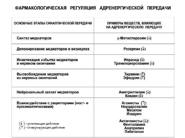( ) - угнетающее действие ( ) - стимулирующее действие 
