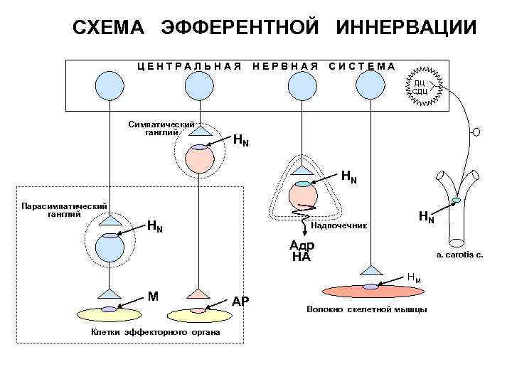 Схема эфферентной иннервации