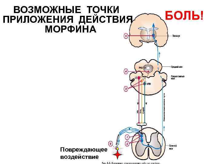 ВОЗМОЖНЫЕ ТОЧКИ ПРИЛОЖЕНИЯ ДЕЙСТВИЯ МОРФИНА Повреждающее воздействие БОЛЬ! 