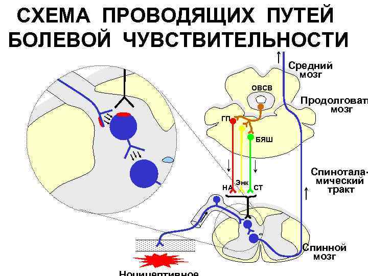 СХЕМА ПРОВОДЯЩИХ ПУТЕЙ БОЛЕВОЙ ЧУВСТВИТЕЛЬНОСТИ Средний мозг ОВСВ Продолговаты мозг ГП БЯШ НА Энк