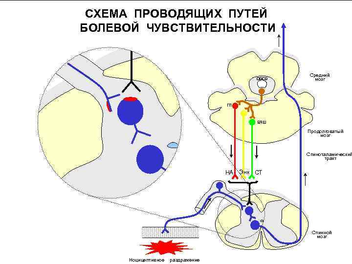 СХЕМА ПРОВОДЯЩИХ ПУТЕЙ БОЛЕВОЙ ЧУВСТВИТЕЛЬНОСТИ ОВСВ Средний мозг ГП БЯШ Продолговатый мозг Спиноталамический тракт