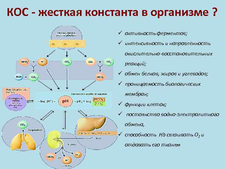 Патофизиология белкового обмена презентация