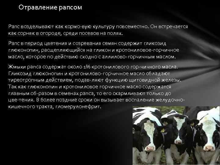 Отравление рапсом Рапс возделывают как кормо вую культуру повсеместно. Он встречается как сорняк в