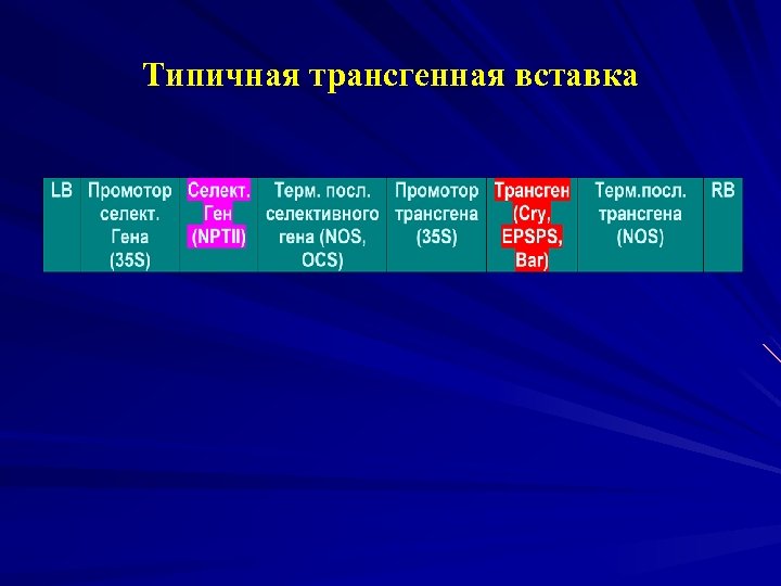 Типичная трансгенная вставка 