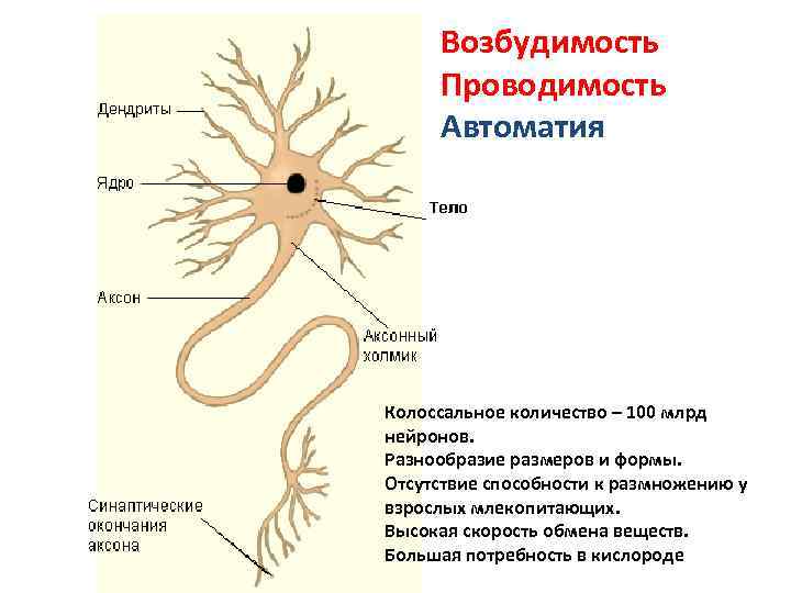 Строение нейрона рисунок с подписями 8 класс