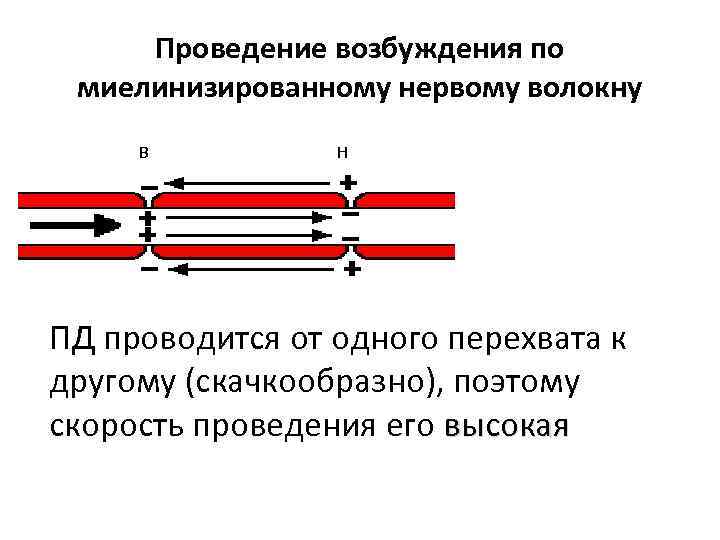 На рисунке ниже показано строение миелинизированного нервного волокна