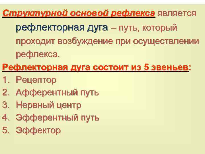 Структурной основой рефлекса является рефлекторная дуга – путь, который проходит возбуждение при осуществлении рефлекса.