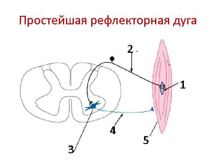 Рефлекторная дуга начинается с