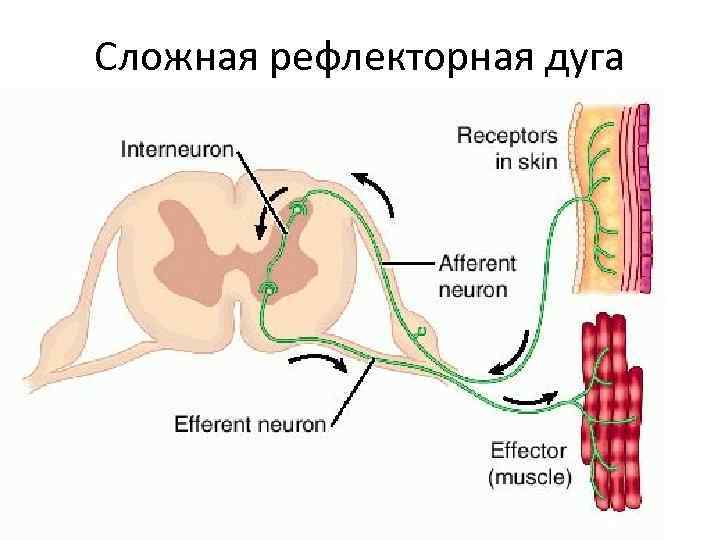 Сложная рефлекторная дуга 