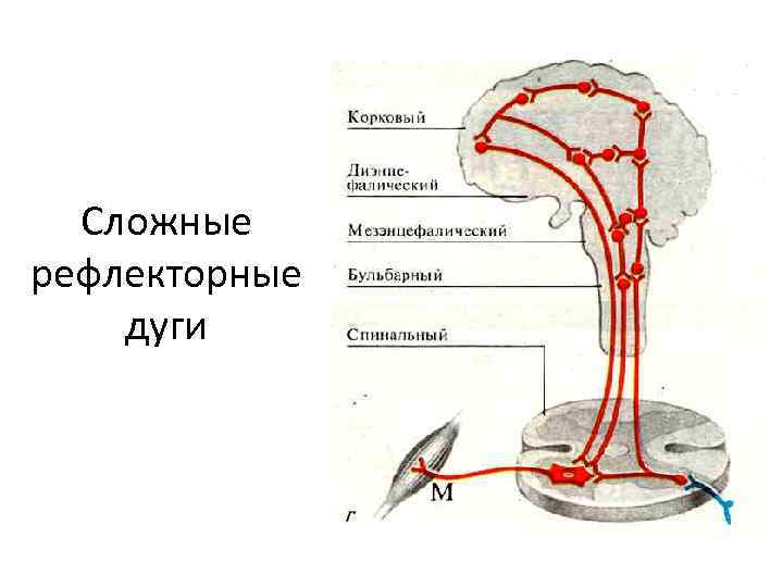 Сложные рефлексы