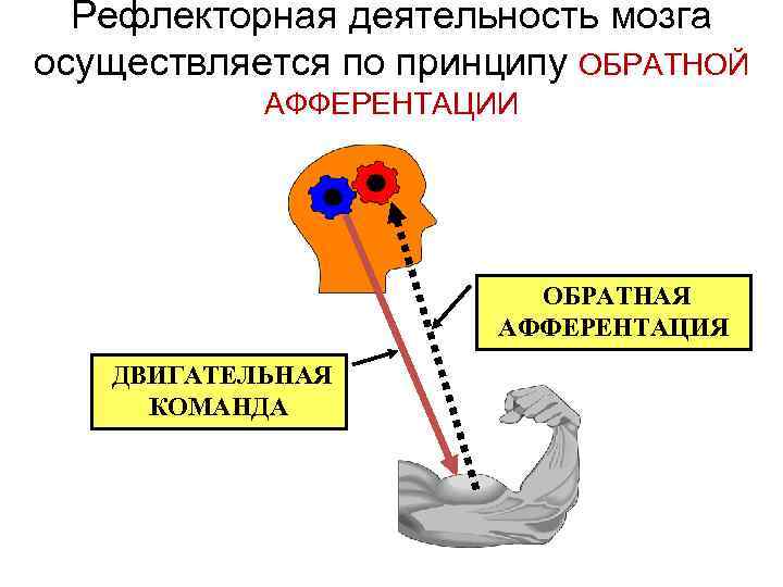 Рефлекторная деятельность мозга осуществляется по принципу ОБРАТНОЙ АФФЕРЕНТАЦИИ ОБРАТНАЯ АФФЕРЕНТАЦИЯ ДВИГАТЕЛЬНАЯ КОМАНДА 