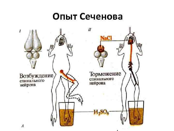 Схема опыта сеченова