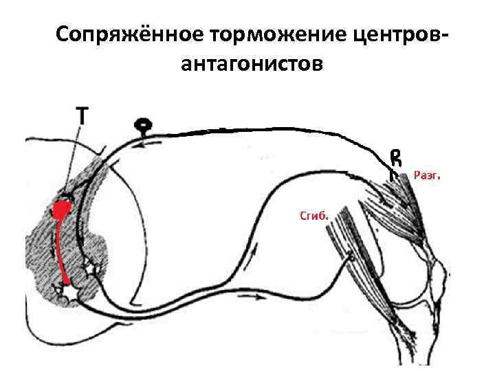 Схема торможения гольца