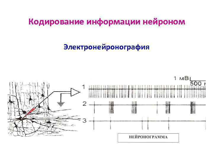 Кодирование информации нейроном Электронейронография 