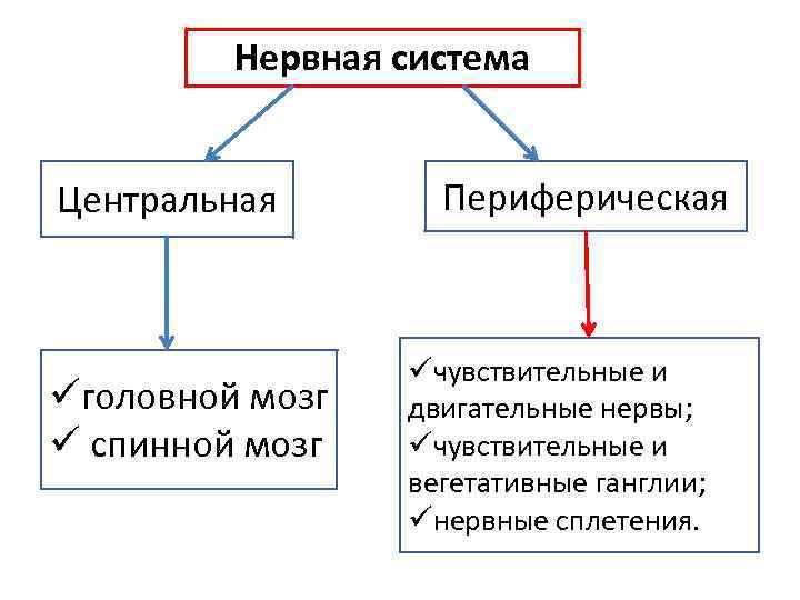 Нервная система Центральная üголовной мозг ü спинной мозг Периферическая üчувствительные и двигательные нервы; üчувствительные