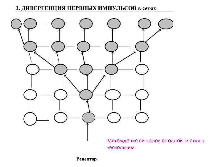 Расхождение сигналов от одной клетки к нескольким 