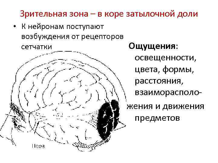 Физиология головного мозга презентация