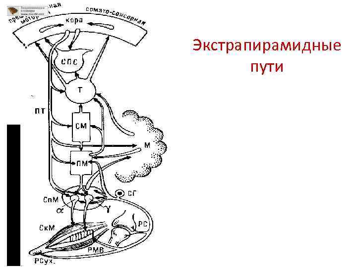 Новый экстрапирамидный путь схема