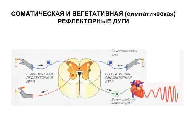 Схема соматического рефлекса - 96 фото