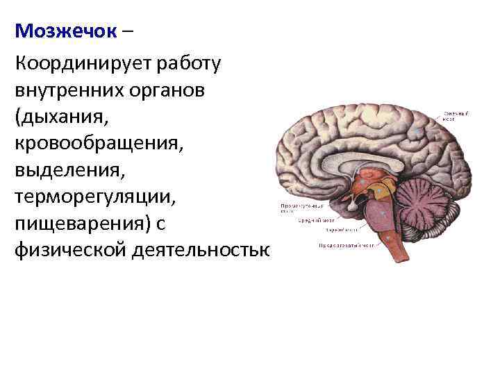 Мозжечок – Координирует работу внутренних органов (дыхания, кровообращения, выделения, терморегуляции, пищеварения) с физической деятельностью.