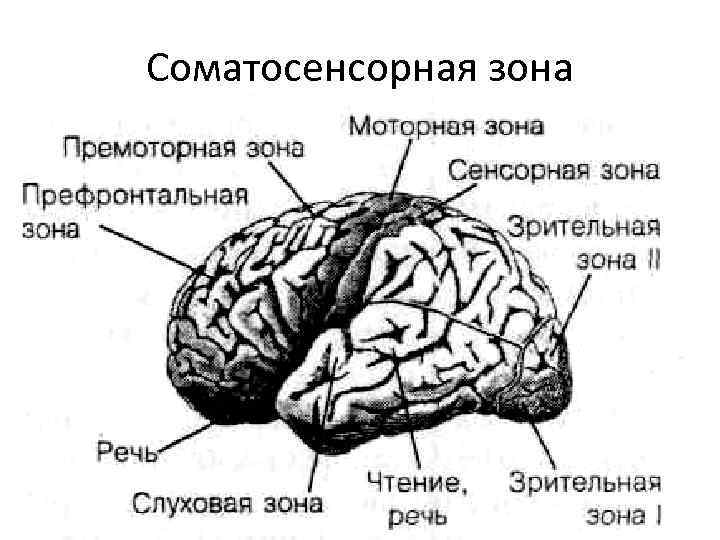 Кожно мышечная зона головного мозга. Соматосенсорная область коры больших полушарий. Головной мозг Соматосенсорная зона.
