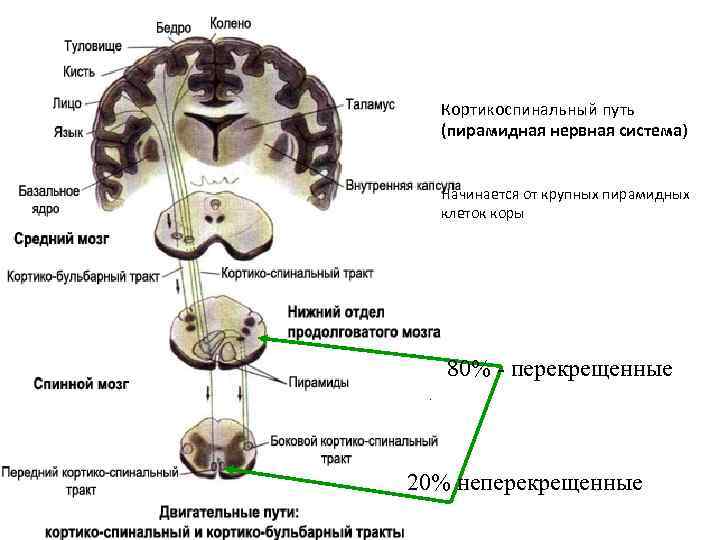 Кортикоспинальный путь (пирамидная нервная система) Начинается от крупных пирамидных клеток коры 80% - перекрещенные