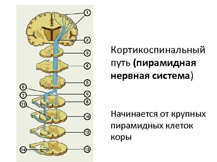 Кортикоспинальный путь (пирамидная нервная система) Начинается от крупных пирамидных клеток коры 