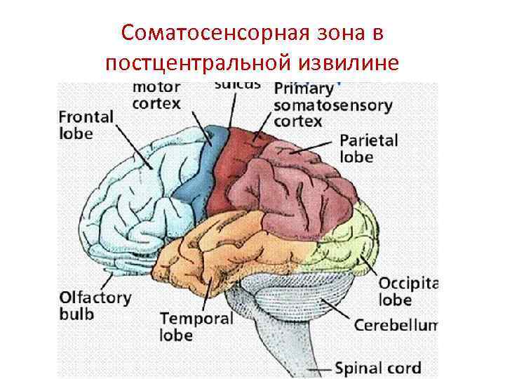 Постцентральная извилина