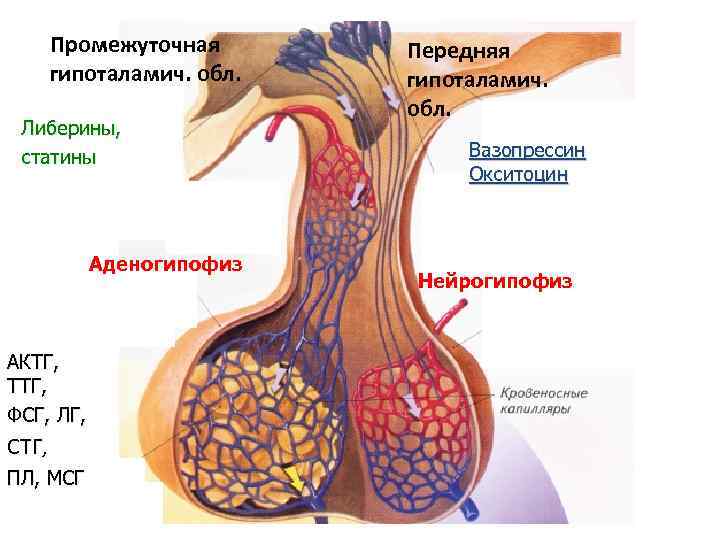 Нейрогипофиз