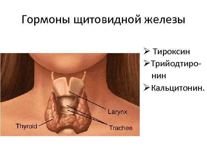 Гормоны щитовидной железы Ø Тироксин Ø Трийодтиронин Ø Кальцитонин. 