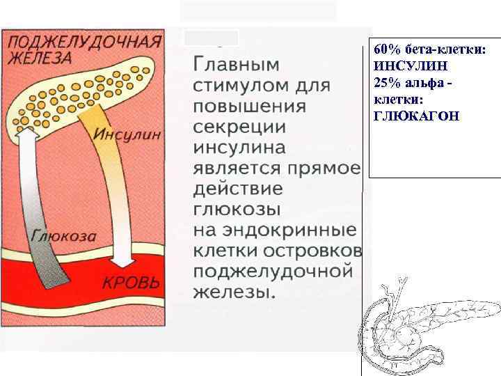 60% бета-клетки: ИНСУЛИН 25% альфа клетки: ГЛЮКАГОН 