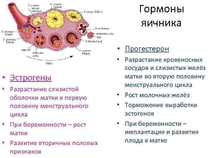 Гормоны яичника • Прогестерон • Эстрогены • Разрастание слизистой оболочки матки в первую половину