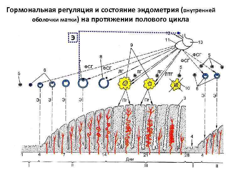 Гормональная регуляция и состояние эндометрия (внутренней оболочки матки) на протяжении полового цикла Э 