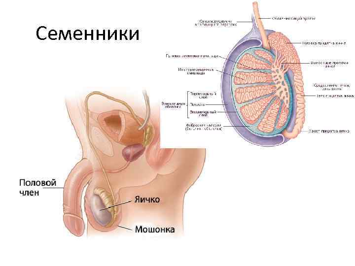 Семенники 