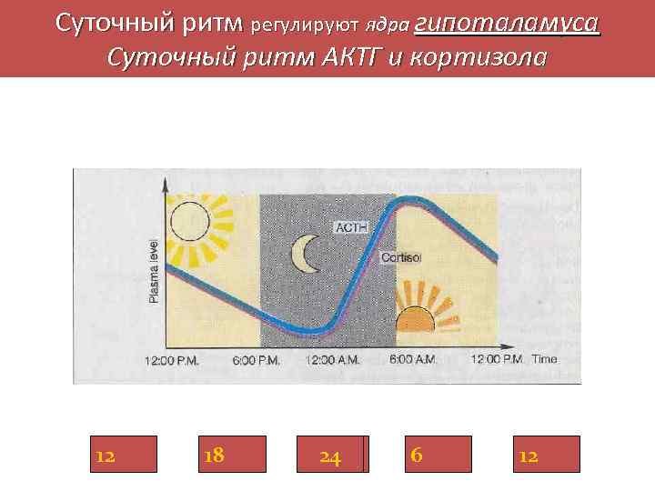 Суточный ритм регулируют ядра гипоталамуса Суточный ритм АКТГ и кортизола 12 18 24 24