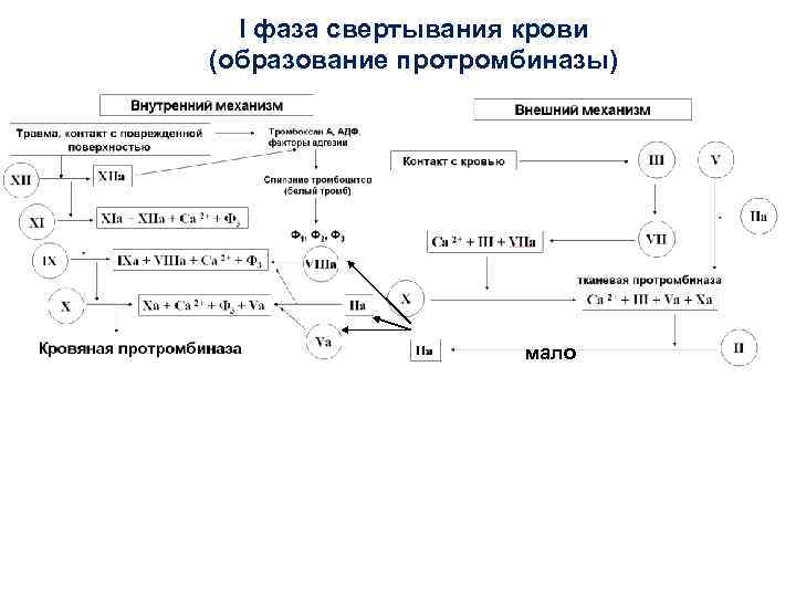 Схема последовательности активирования факторов внешнего пути свертывания крови