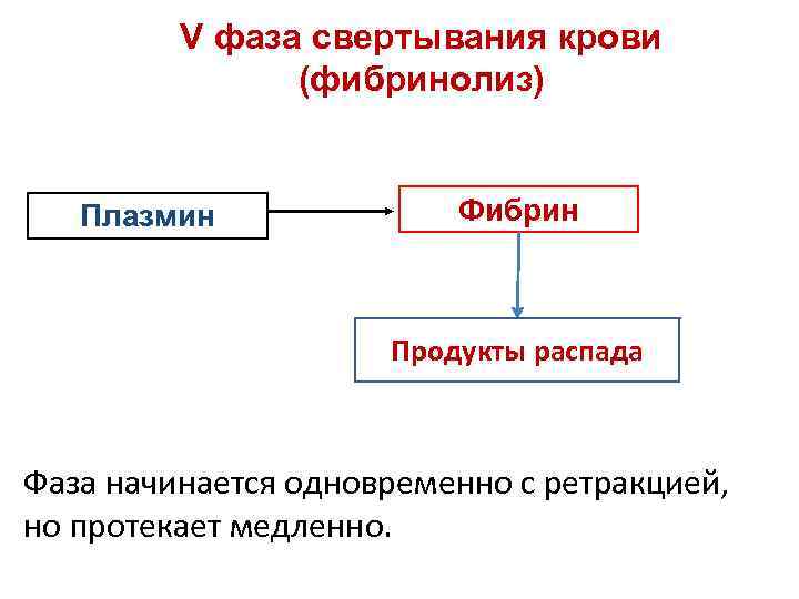 V фаза свертывания крови (фибринолиз) Плазмин Фибрин Продукты распада Фаза начинается одновременно с ретракцией,