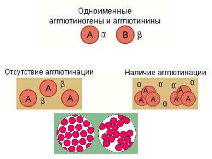 Альфа агглютинин содержится в группе крови