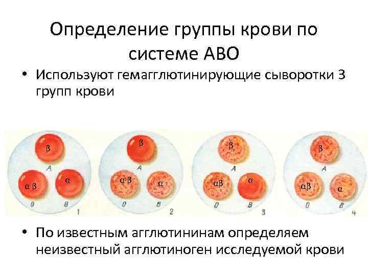 Агглютиногены определяющие группы крови