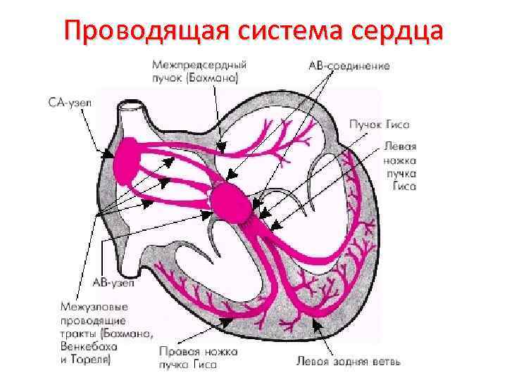 Проводящая система сердца 