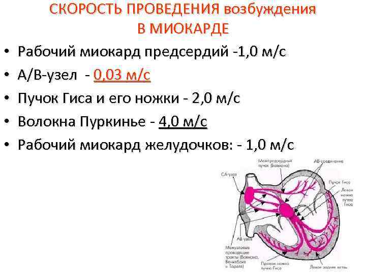  • • • СКОРОСТЬ ПРОВЕДЕНИЯ возбуждения В МИОКАРДЕ Рабочий миокард предсердий -1, 0