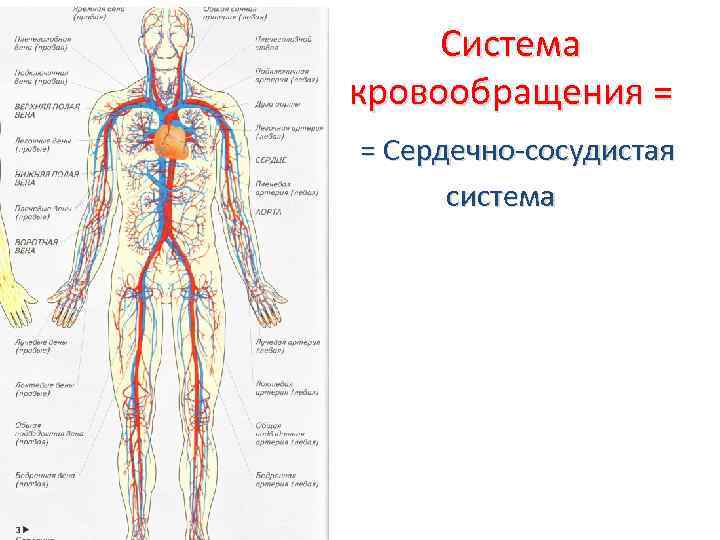 Система кровообращения схема