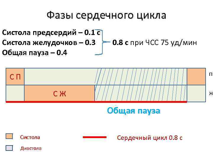 Фазы сердечного цикла Систола предсердий – 0. 1 с Систола желудочков – 0. 3