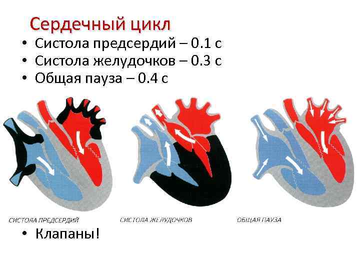 Сердечный цикл • Систола предсердий – 0. 1 с • Систола желудочков – 0.