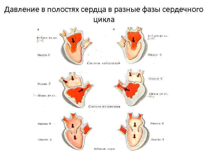 Давление в полостях сердца в разные фазы сердечного цикла 