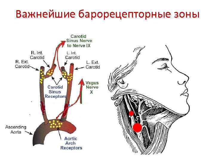 Рефлекс чермака схема