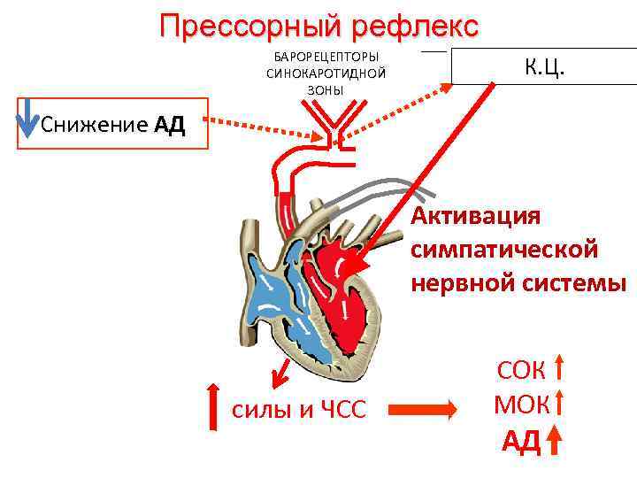 Прессорный рефлекс БАРОРЕЦЕПТОРЫ СИНОКАРОТИДНОЙ ЗОНЫ К. Ц. Снижение АД Активация симпатической нервной системы силы