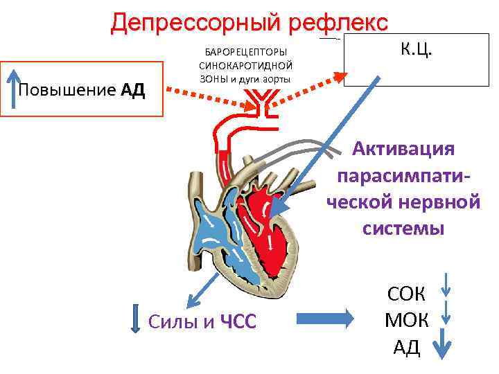 Депрессорный рефлекс Повышение АД БАРОРЕЦЕПТОРЫ СИНОКАРОТИДНОЙ ЗОНЫ и дуги аорты К. Ц. Активация парасимпатической