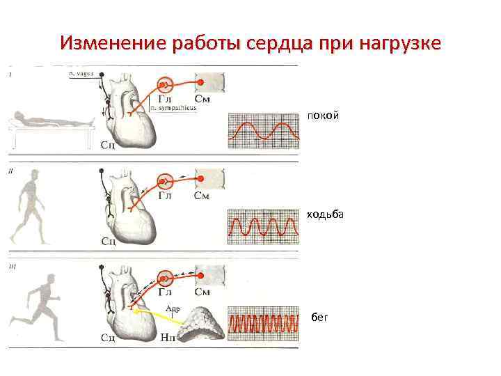 Изменение работы сердца при нагрузке покой ходьба бег 